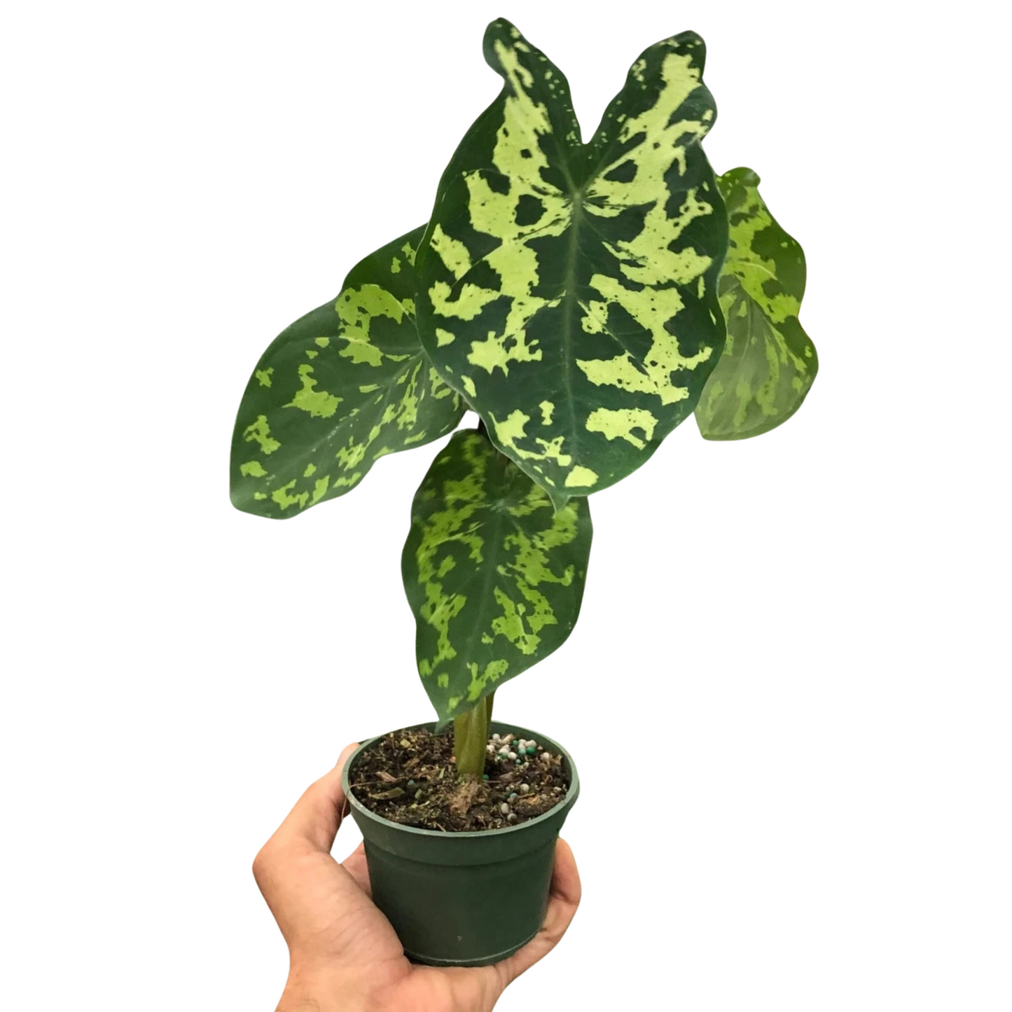 Alocasia Hilo Beauty