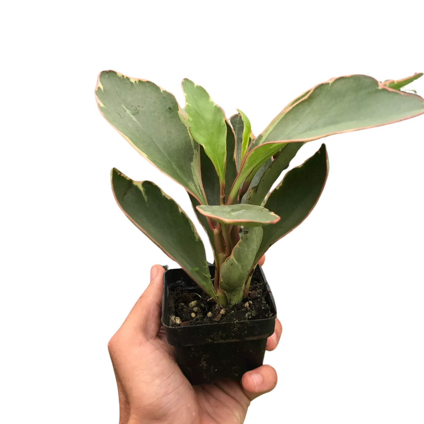 Peperomia Ginny