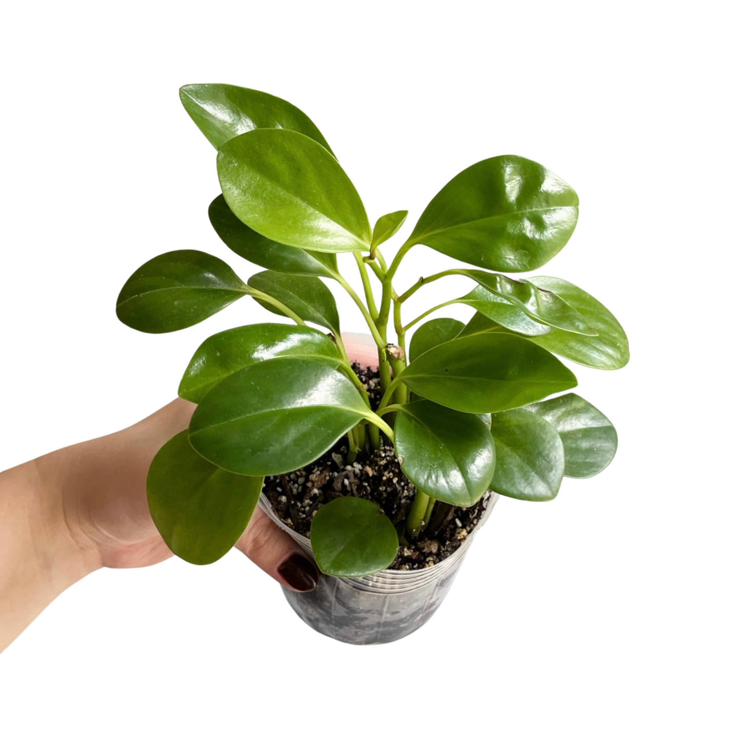 Peperomia Thailand