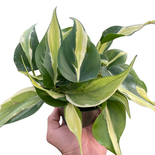 Philodendron Silver Stripe