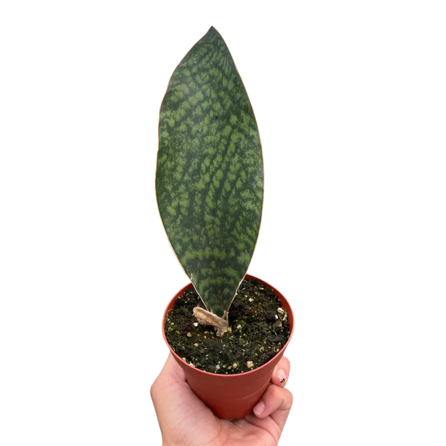 Sansevieria Masoniana | Shark Fin Snake Plant