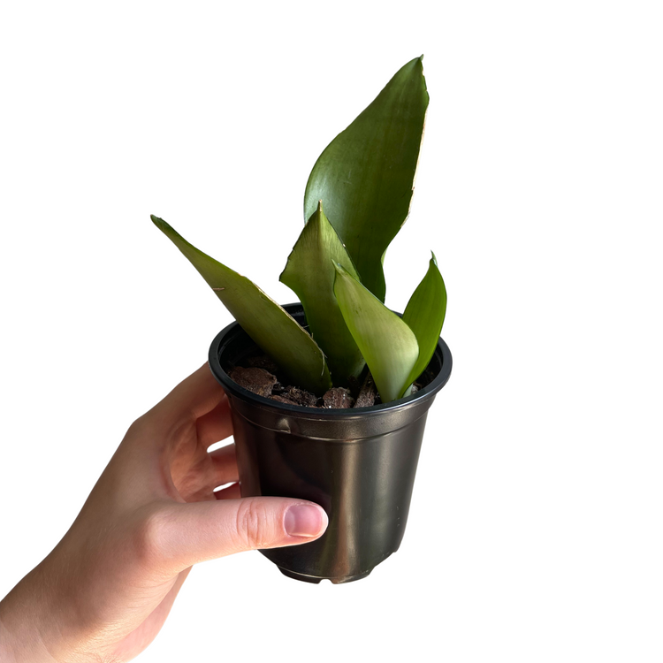 Sansevieria Moonshine | Snake Plant