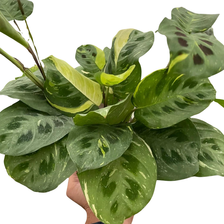 Variegated Maranta | Beauty Kim