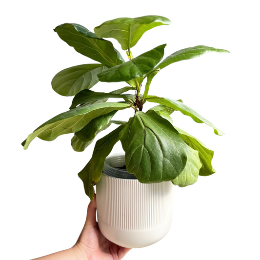 Fiddle Leaf Fig | Ficus Lyrata