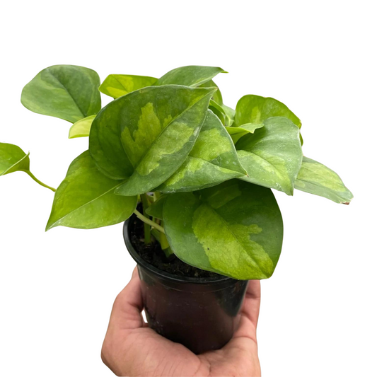 Global Green Pothos