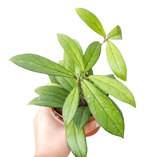 Hoya Crassipetiolata