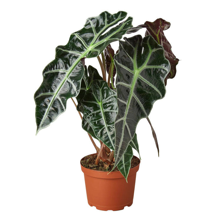 Alocasia Polly