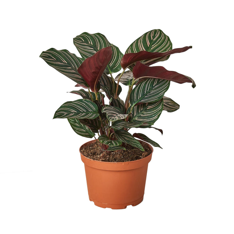 Calathea Ornata