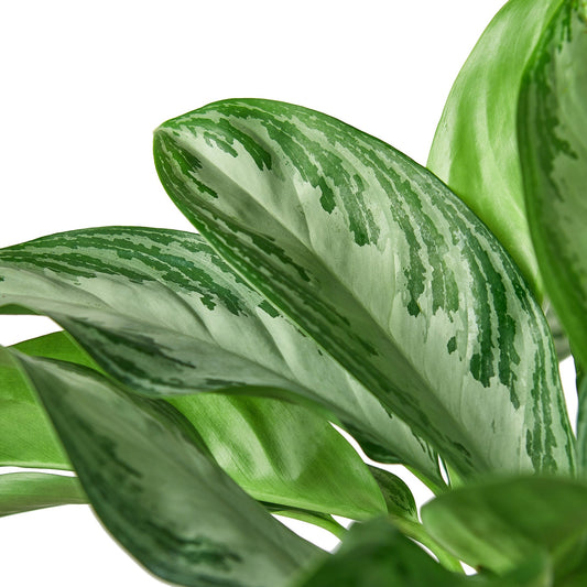 Chinese Evergreen | Silver Bay