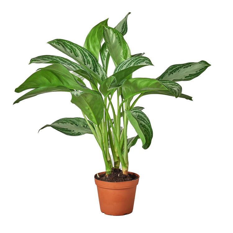 Chinese Evergreen | Silver Bay