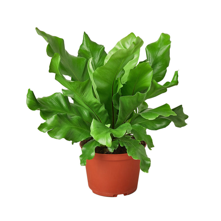 Bird's Nest Fern