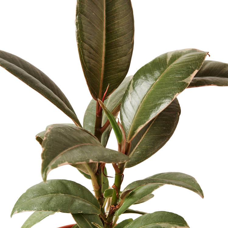 Ficus Elastica Tineke