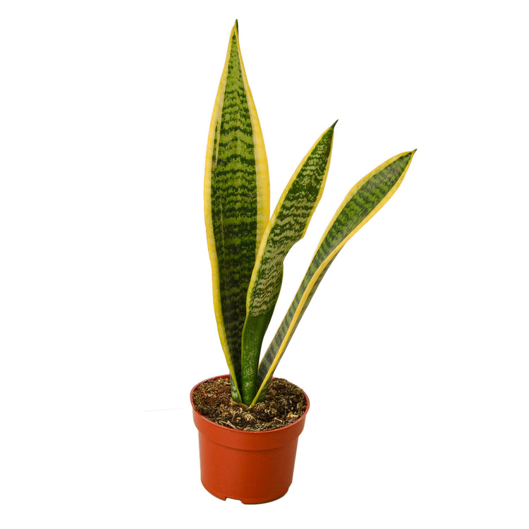 Sansevieria Laurentii | Snake Plant