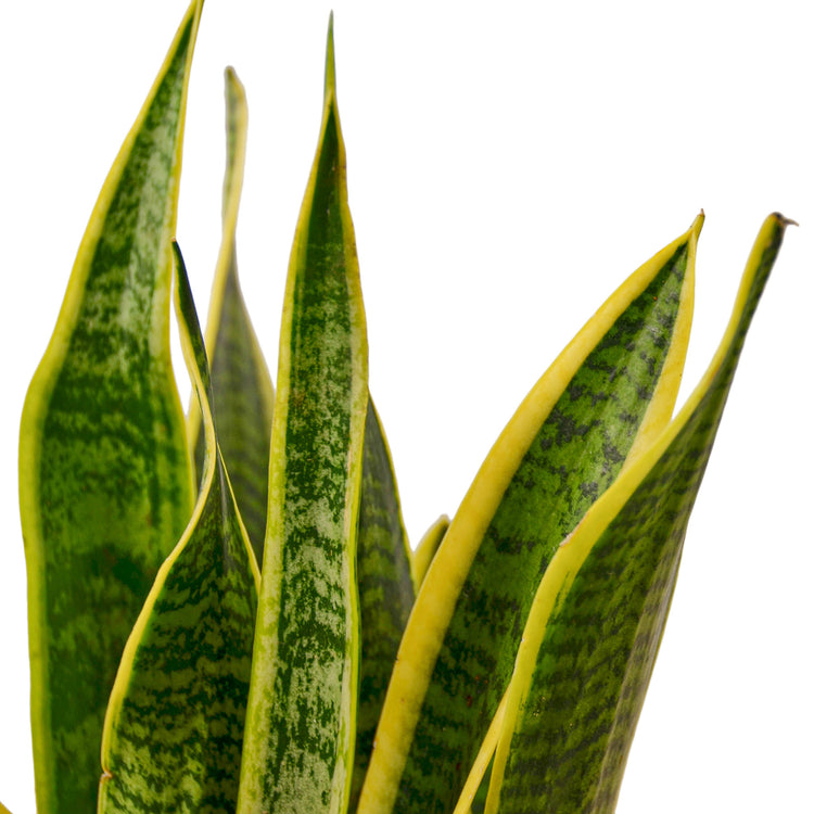 Sansevieria Laurentii | Snake Plant