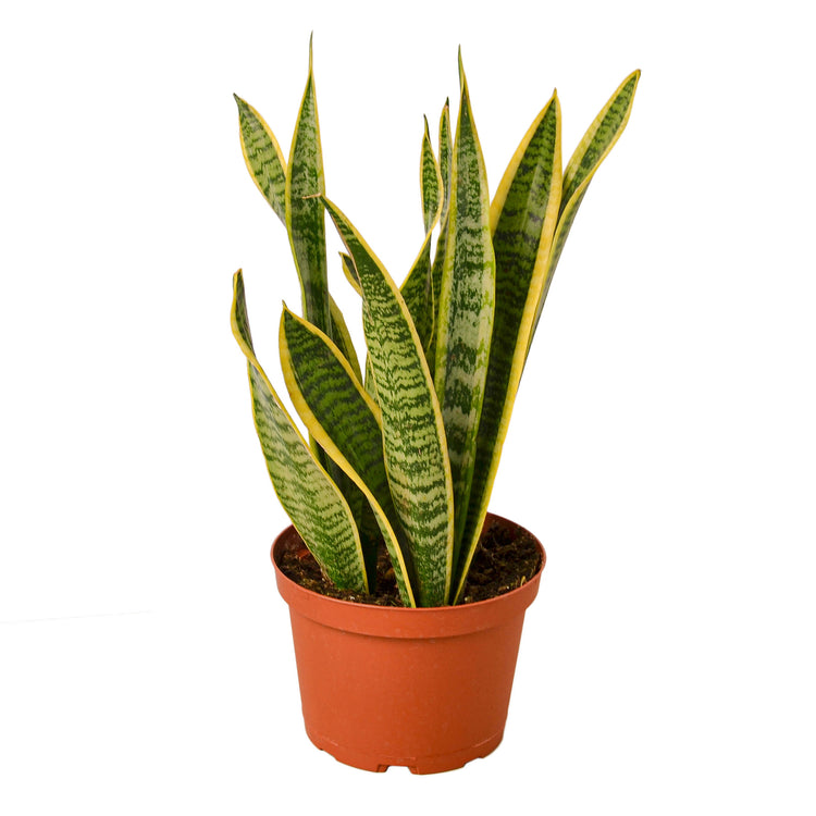 Sansevieria Laurentii | Snake Plant