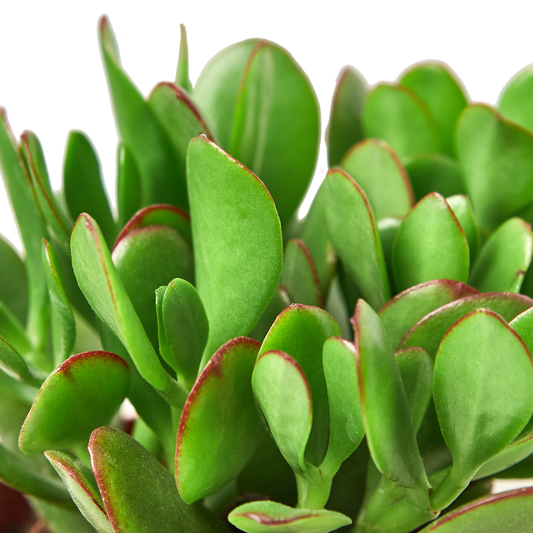 Jade Succulent