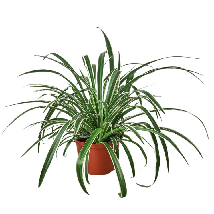 Reverse Spider Plant