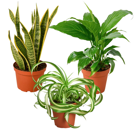 Air Purifying Bundle | 4" Pots