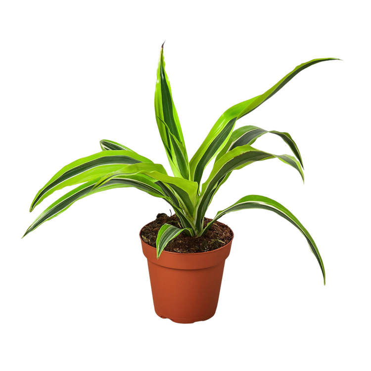 Dracaena Lemon Lime