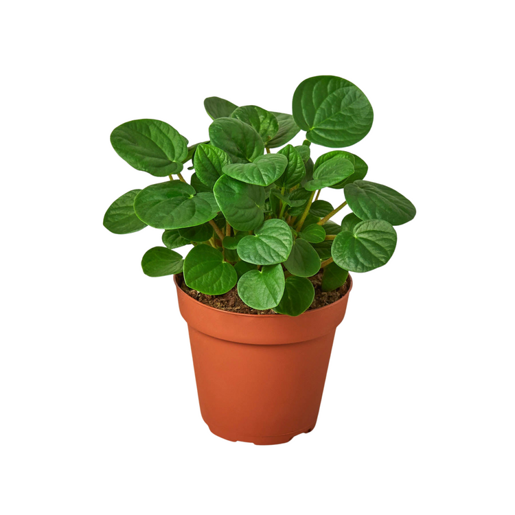 Peperomia Rana Verde