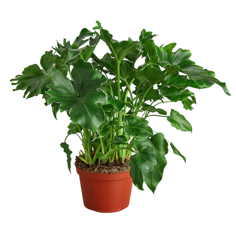 Little Hope Philodendron