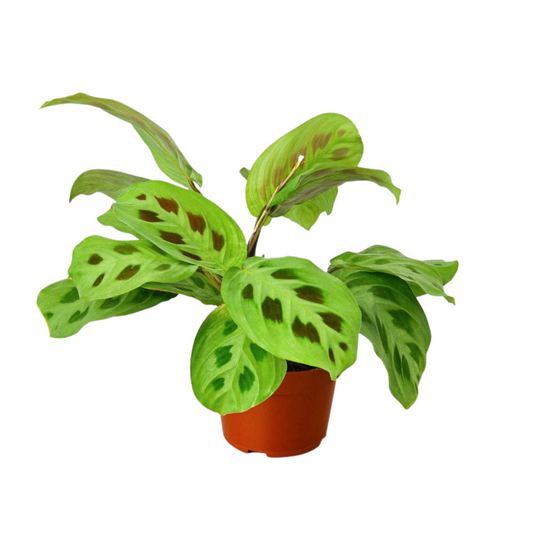 Maranta Leuconeura