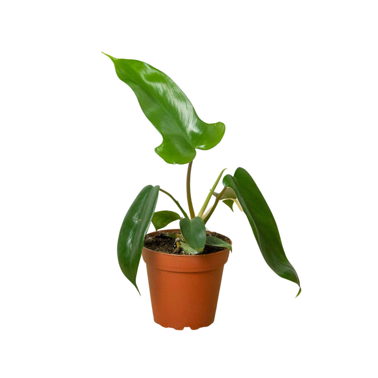 Florida Green Philodendron