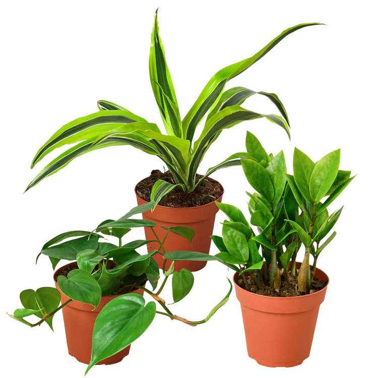 Easy Care Bundle | 4" Pots