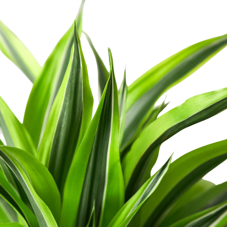 Dracaena Lemon Lime