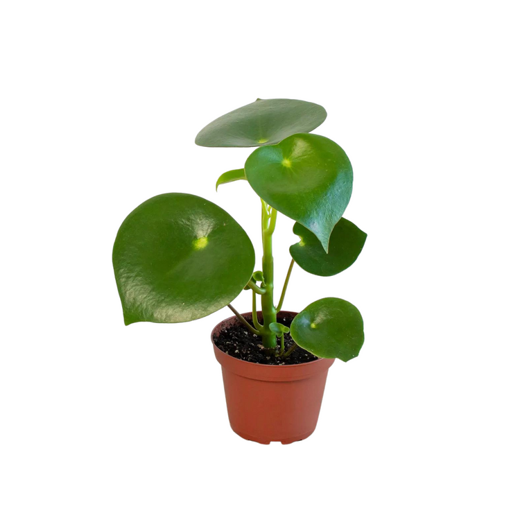 Peperomia Raindrop