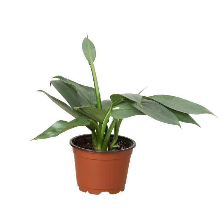 Silver Sword Philodendron