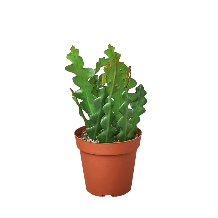 Ric Rac Cactus