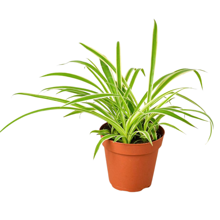 Reverse Spider Plant