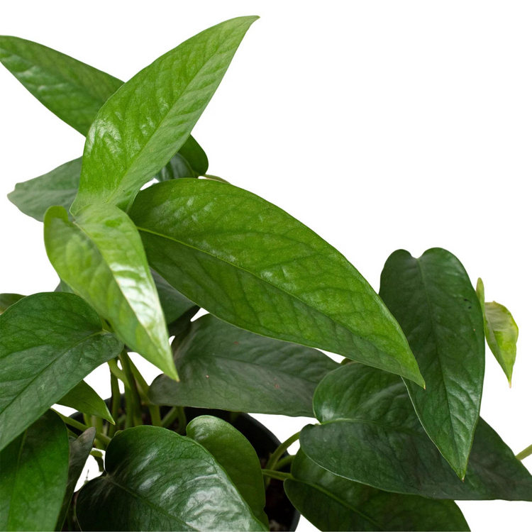 Cebu Blue Pothos