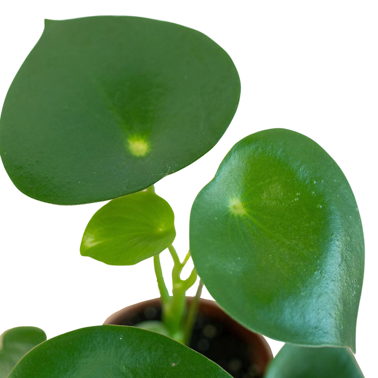 Peperomia Raindrop