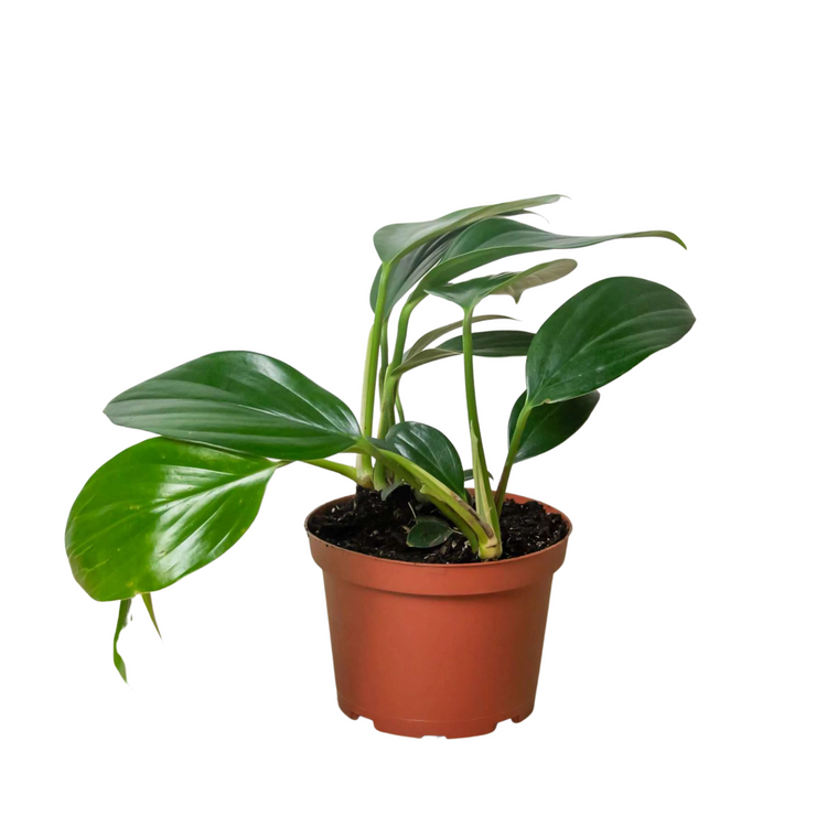 Dragon Tail Philodendron