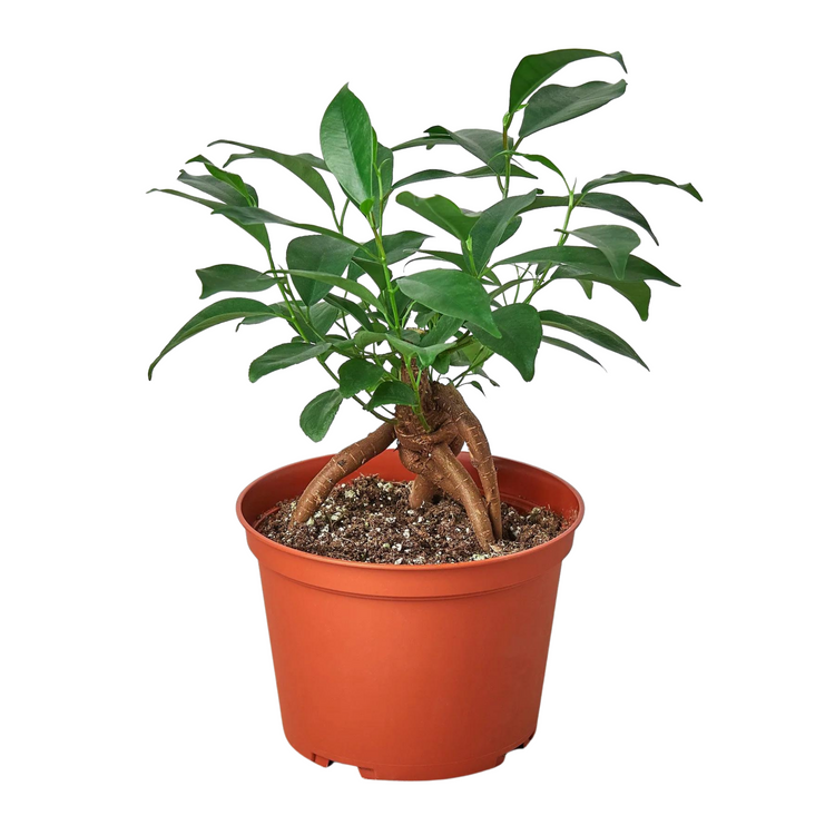 Ginseng Ficus Bonsai