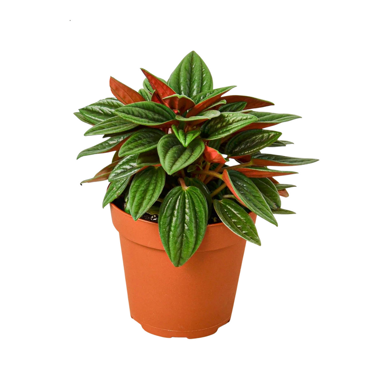 Peperomia Rosso