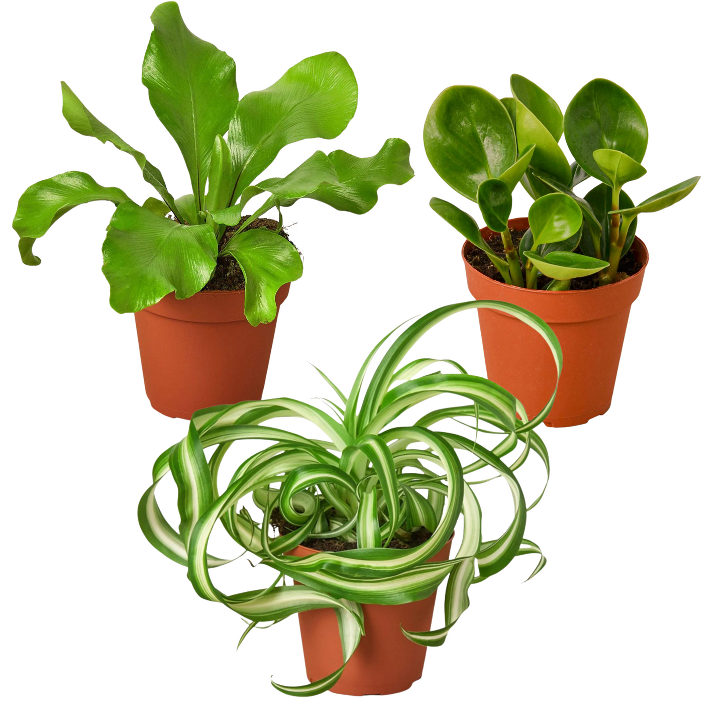 Pet Friendly Bundle | 4" Pots