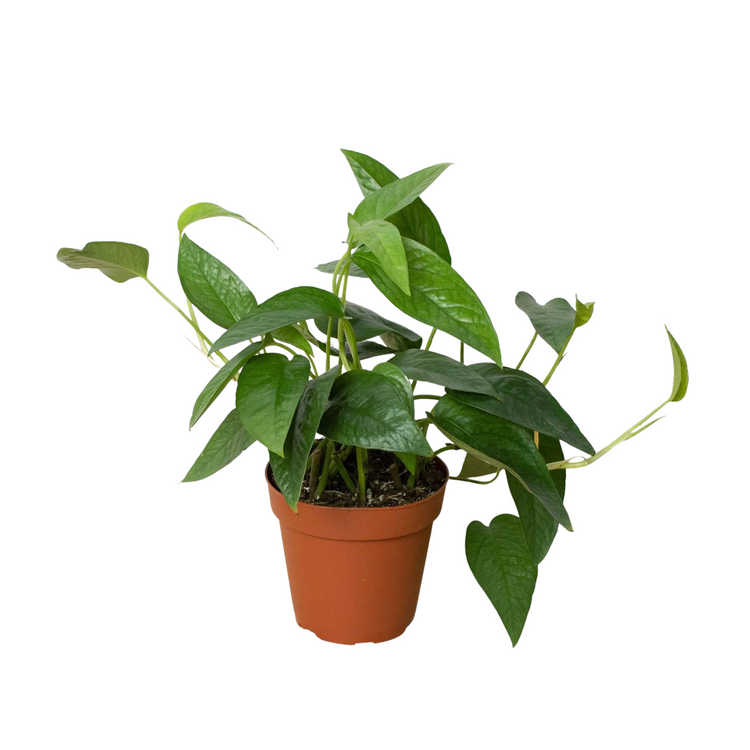 Cebu Blue Pothos