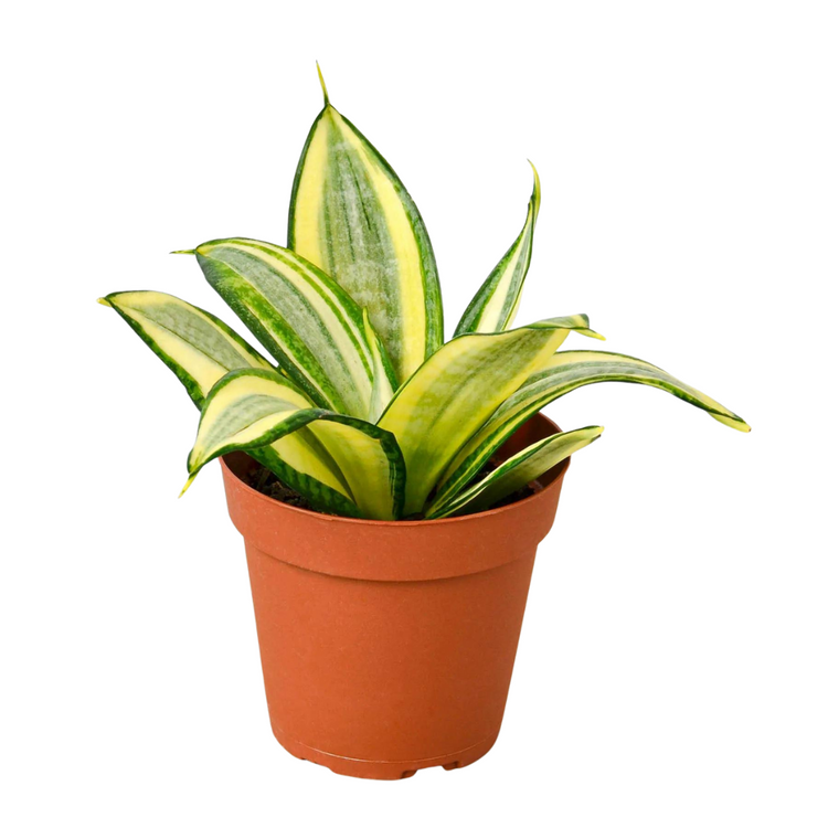 Gold Star Snake Plant