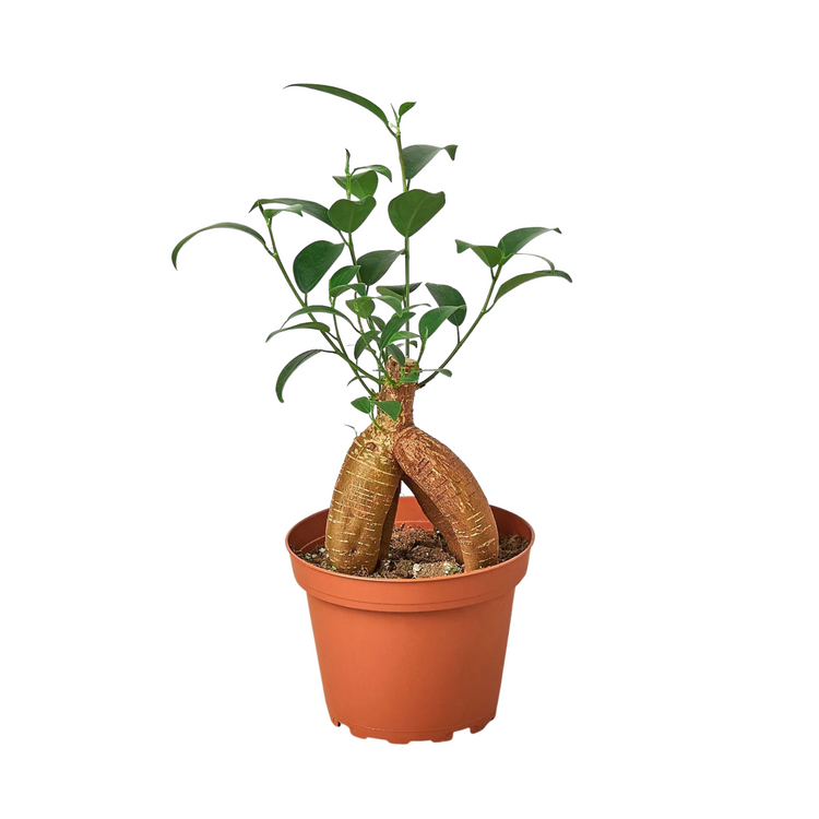 Ginseng Ficus Bonsai