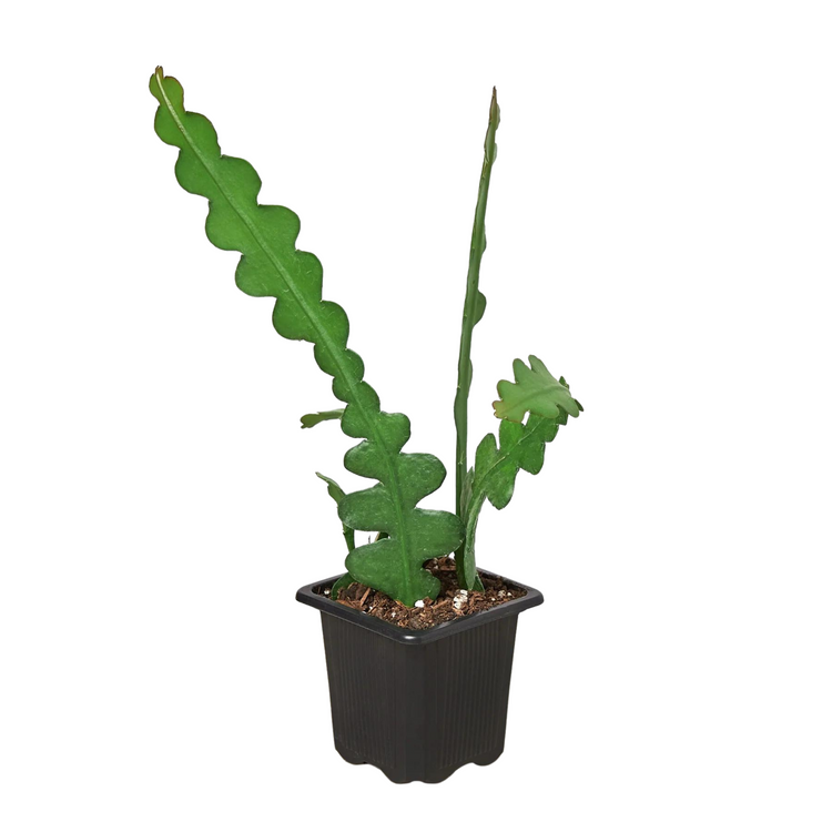 Ric Rac Cactus