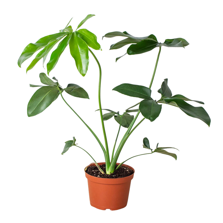 Goeldii Philodendron