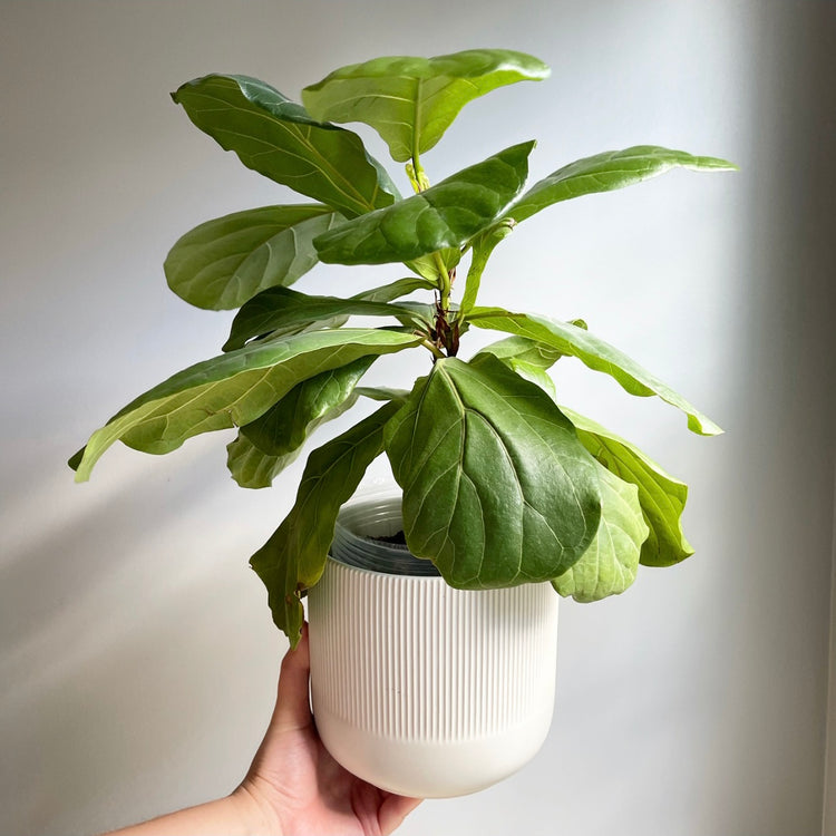 Fiddle Leaf Fig | Ficus Lyrata