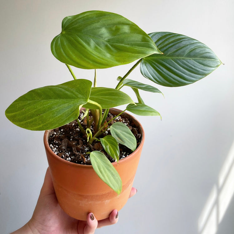 Philodendron Fuzzy Petiole