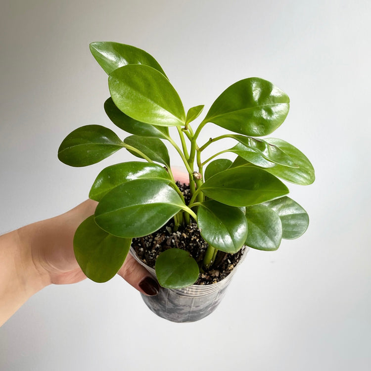 Peperomia Thailand