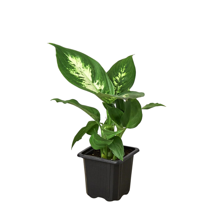 Dieffenbachia Camille