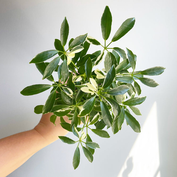 Moondrop Umbrella Plant